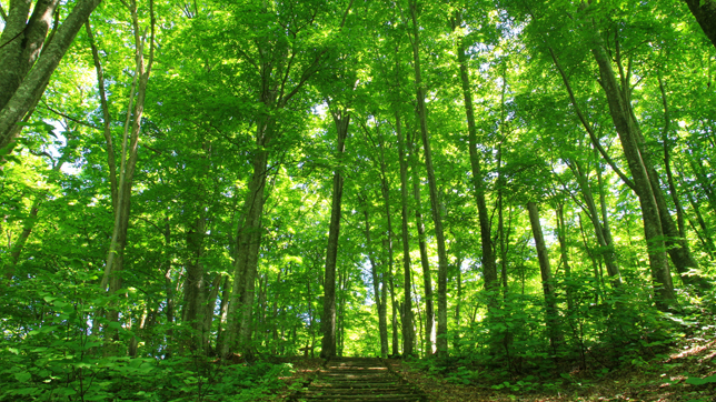 Beech Tree Forests
