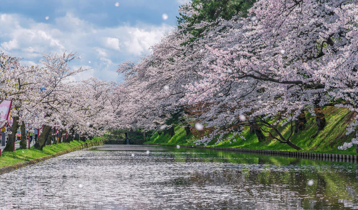 Hirosaki Castle Cherry Blossom Blizzard