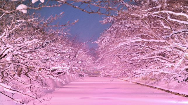 Winter Cherry Blossom